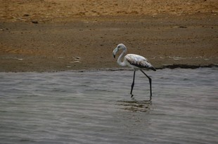 482 Namibia Okt 2006 Walvisbay.JPG